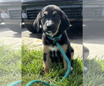 Small #4 Mutt