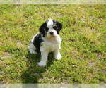 Small Photo #1 Cocker Spaniel Puppy For Sale in BEECH ISLAND, SC, USA