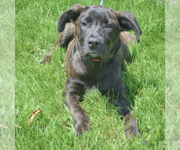 Medium Photo #6 Holland Shepherd-Unknown Mix Puppy For Sale in Huntley, IL, USA