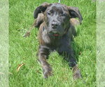 Small #5 Holland Shepherd Mix