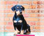 Small Photo #2 German Pinscher Puppy For Sale in CORONA, CA, USA