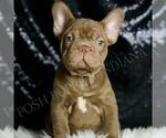 Small Photo #64 French Bulldog Puppy For Sale in WARSAW, IN, USA