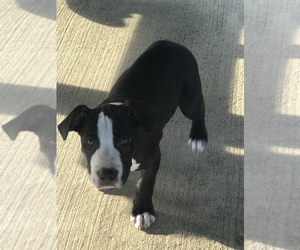 American Pit Bull Terrier Puppy for sale in CHAMPION, OH, USA