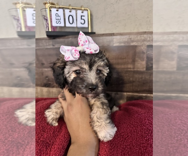 Medium Photo #4 Maltipoo Puppy For Sale in EL PASO, TX, USA