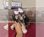 Small #3 Maltipoo