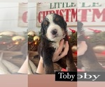 Small Photo #12 Bernese Mountain Dog Puppy For Sale in BURLINGTON, NC, USA
