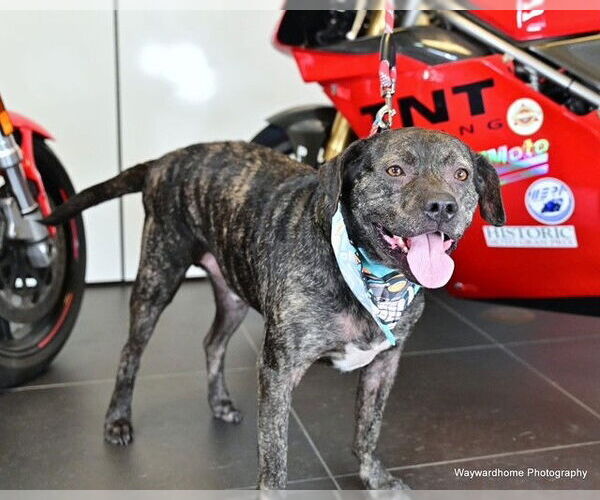 Medium Photo #4 American Pit Bull Terrier Puppy For Sale in Ocala, FL, USA