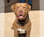 Small #1 Staffordshire Bull Terrier Mix