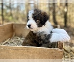 Small Photo #5 Bordoodle Puppy For Sale in GUTHRIE, OK, USA