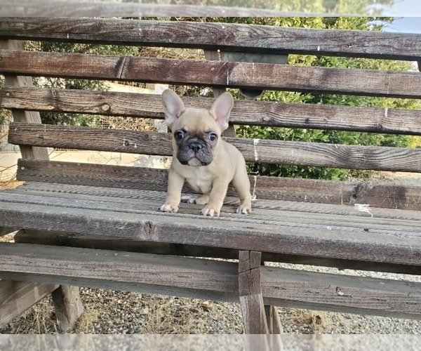 Medium Photo #1 French Bulldog Puppy For Sale in SANTA CLARITA, CA, USA