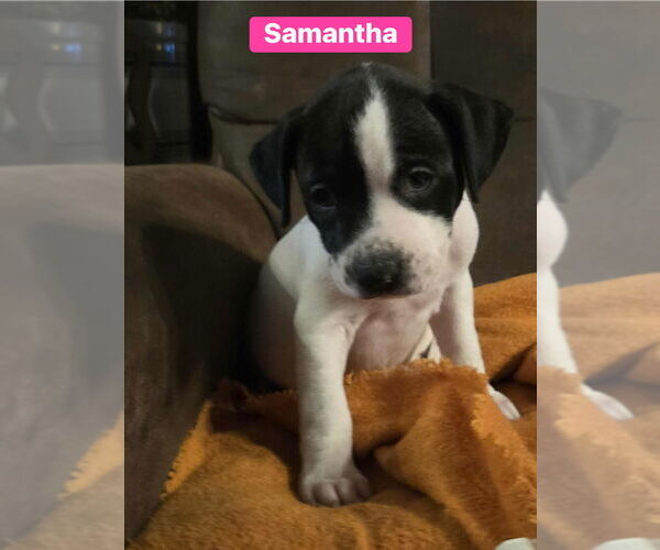 Medium Photo #1 Mutt Puppy For Sale in Springdale, PA, USA