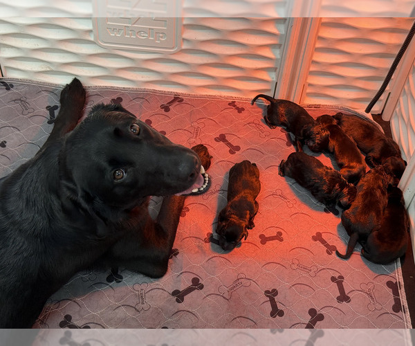 Medium Photo #1 Labrador Retriever Puppy For Sale in PLYMOUTH, MA, USA