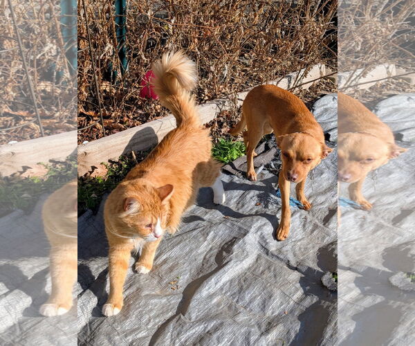 Medium Photo #4 Chihuahua Puppy For Sale in Sandy, UT, USA