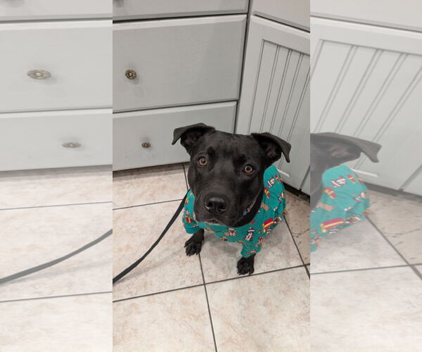 Medium Photo #2 American Pit Bull Terrier-Unknown Mix Puppy For Sale in Chandler, AZ, USA