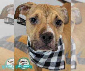 Bull-Boxer Dogs for adoption in Kennesaw, GA, USA