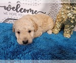 Small Photo #17 Goldendoodle mix (+ Poodle Toy) Puppy For Sale in BLACK FOREST, CO, USA