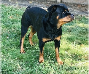 Mother of the Rottweiler puppies born on 09/25/2019