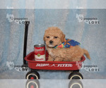 Small #11 Maltipoo-Poodle (Toy) Mix