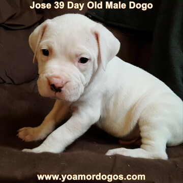 Medium Photo #48 Dogo Argentino Puppy For Sale in PINEVILLE, MO, USA