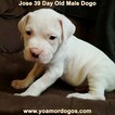 Small Photo #48 Dogo Argentino Puppy For Sale in PINEVILLE, MO, USA