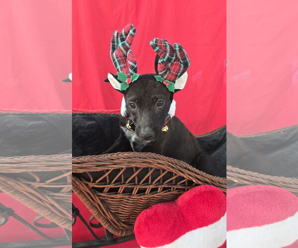 Medium Photo #2 Chihuahua-Unknown Mix Puppy For Sale in Missouri City, TX, USA