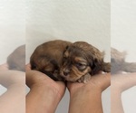 Small #12 Bernedoodle (Miniature)