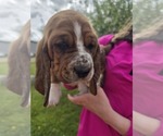 Puppy Big Mac Basset Hound