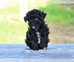 Small #1 Poodle (Toy)