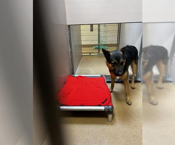 Medium Photo #1 German Shepherd Dog Puppy For Sale in Martinez, CA, USA