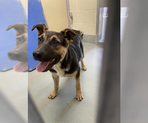 Medium Photo #1 German Shepherd Dog-Unknown Mix Puppy For Sale in Santa Cruz, CA, USA
