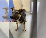 Small German Shepherd Dog Mix