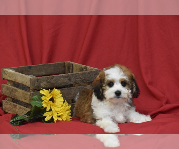 Medium Photo #4 Cavachon Puppy For Sale in ELDORADO, OH, USA
