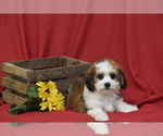Small #3 Cavachon