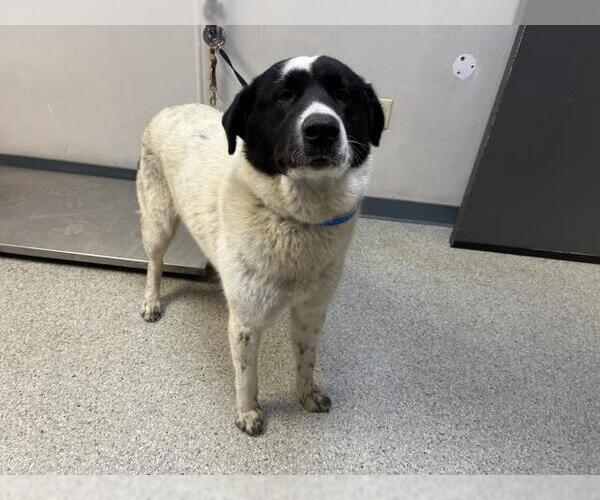 Medium Photo #1 Greyhound-Unknown Mix Puppy For Sale in Visalia, CA, USA