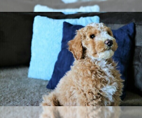 Medium Photo #3 Goldendoodle Puppy For Sale in MISSOULA, MT, USA
