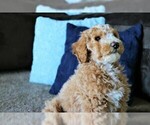Small Photo #3 Goldendoodle Puppy For Sale in MISSOULA, MT, USA