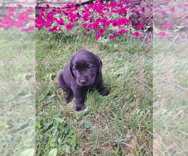 Medium Photo #10 Labrador Retriever Puppy For Sale in GREENWOOD, WI, USA