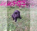 Small Photo #10 Labrador Retriever Puppy For Sale in GREENWOOD, WI, USA