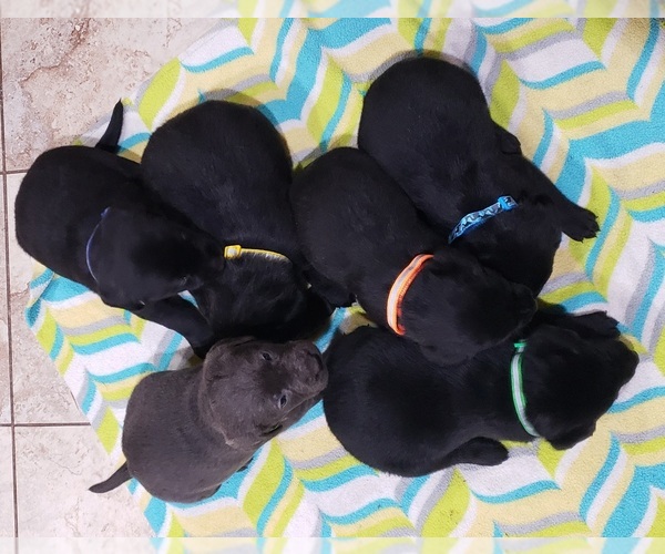 Medium Photo #196 Labrador Retriever Puppy For Sale in OLYMPIA, WA, USA