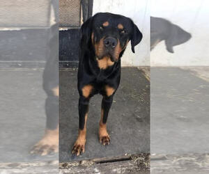 Father of the Rottweiler puppies born on 01/15/2023