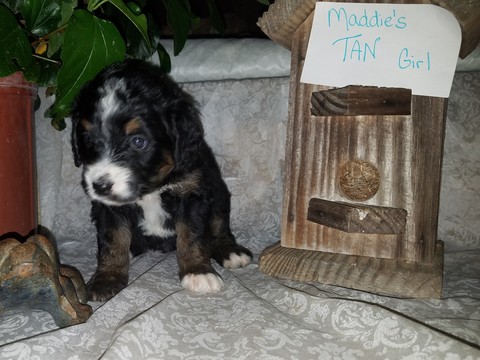 Medium Photo #1 Bernedoodle Puppy For Sale in ALEXANDER CITY, AL, USA