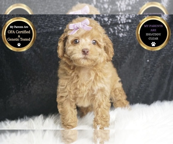 Medium Photo #9 Poodle (Toy) Puppy For Sale in WARSAW, IN, USA