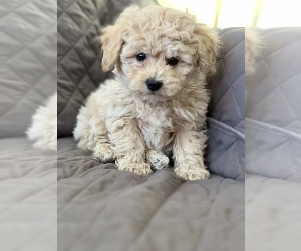 Medium Photo #2 Maltipoo Puppy For Sale in BEECH GROVE, IN, USA