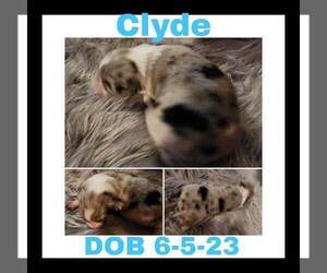 Australian Shepherd Puppy for sale in LAKEVILLE, IN, USA