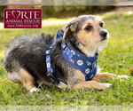 Small Photo #5 Mutt Puppy For Sale in Marina del Rey, CA, USA