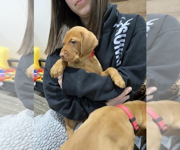 Medium Photo #17 Vizsla Puppy For Sale in CANBY, OR, USA