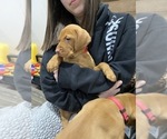 Small Photo #17 Vizsla Puppy For Sale in CANBY, OR, USA
