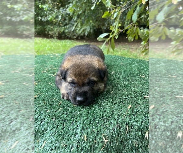 Medium Photo #5 German Shepherd Dog Puppy For Sale in POWDER SPRINGS, GA, USA