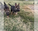 Small Photo #10 German Shepherd Dog Puppy For Sale in ANNA, TX, USA
