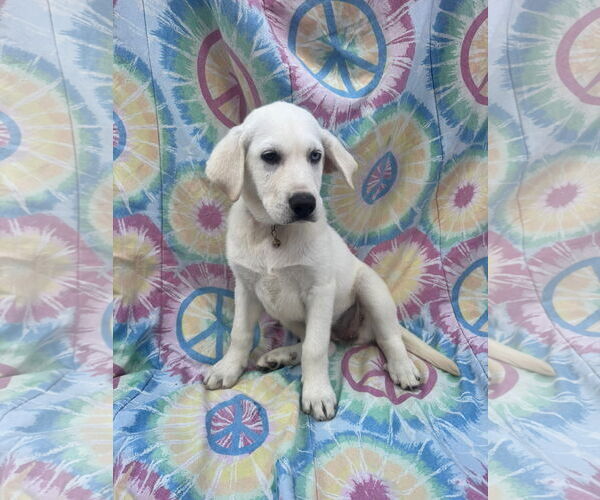 Medium Photo #4 Labrenees Puppy For Sale in New London, WI, USA